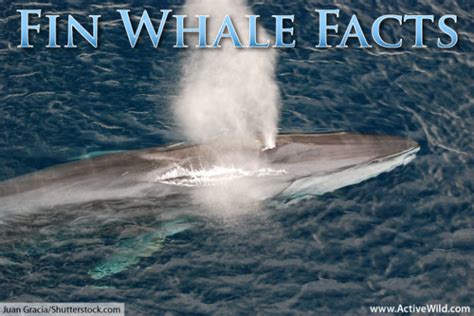 facts about the fin whale